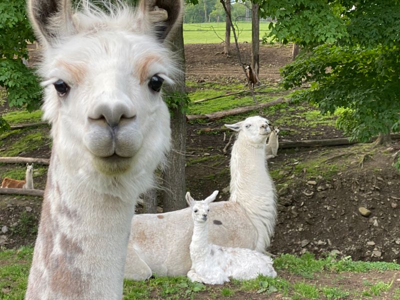 Meeting Bison, Zebra, Llamas, nd Their Calm Companions