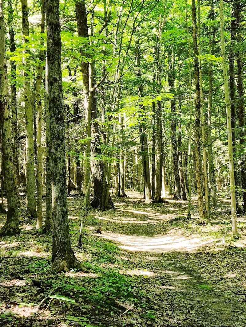 Knox Cave Preserve: A Rugged Underground Experience That Feels Wild