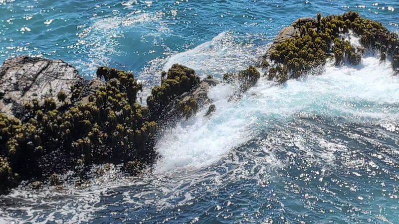 Tide Pools Teeming With Marine Life