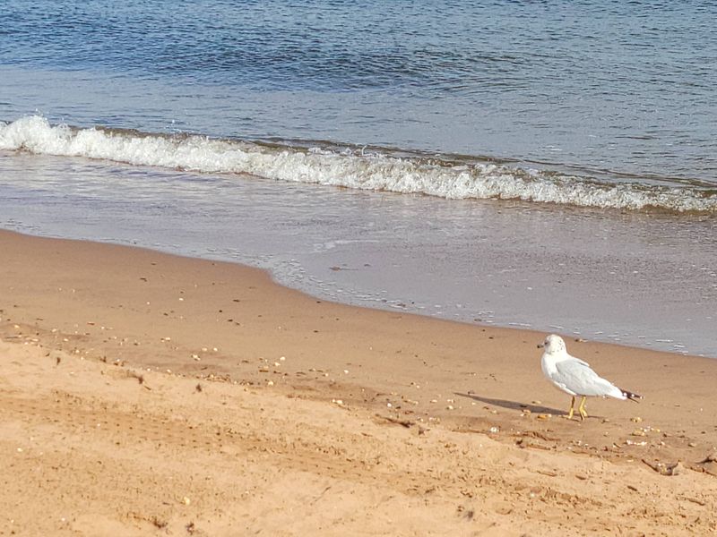 South Beach, Staten Island