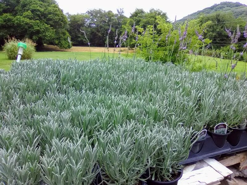 Finding Your Way To Joelton