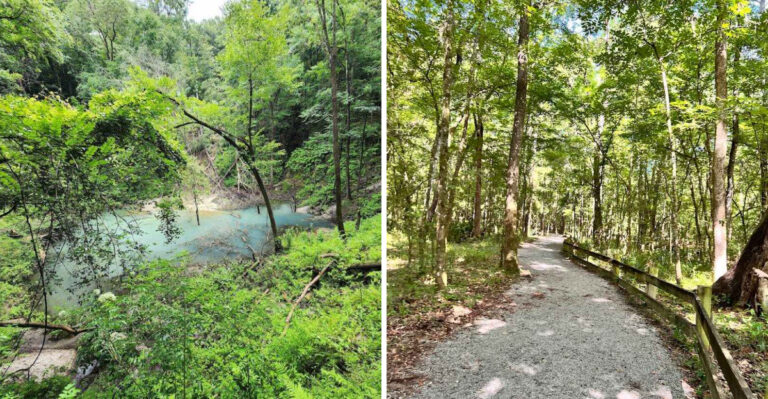 Descend Into A Hidden 120-Foot-Deep Mini Rainforest At This Florida Park