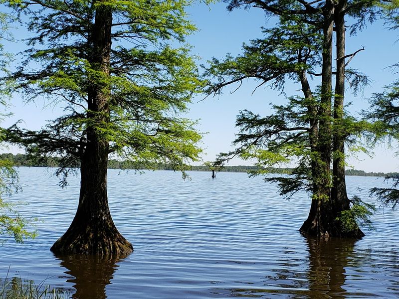 Reelfoot Lake