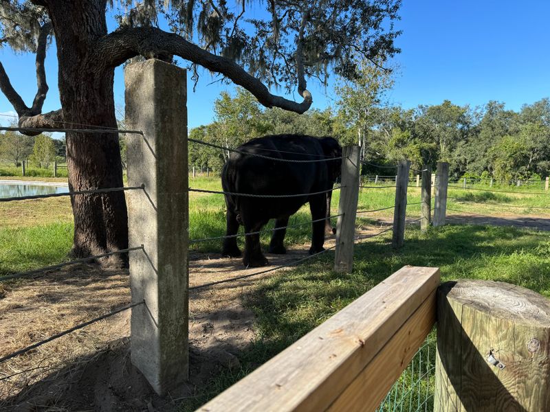 The Ranch Offers Expansive Open Space For Elephant Welfare