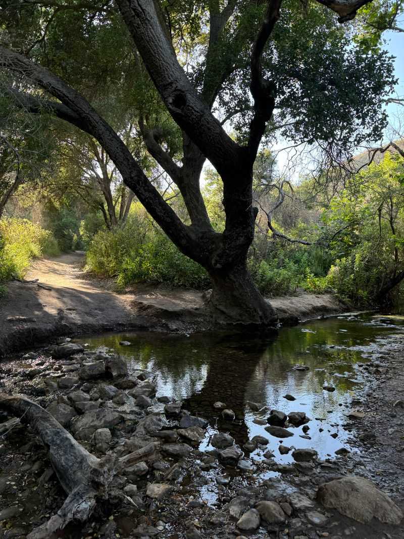 The Trail Winds Through A Quiet Malibu Canyon Setting