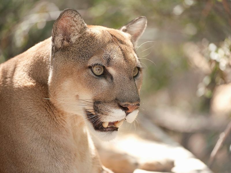 Supports Wildlife Conservation And Public Education