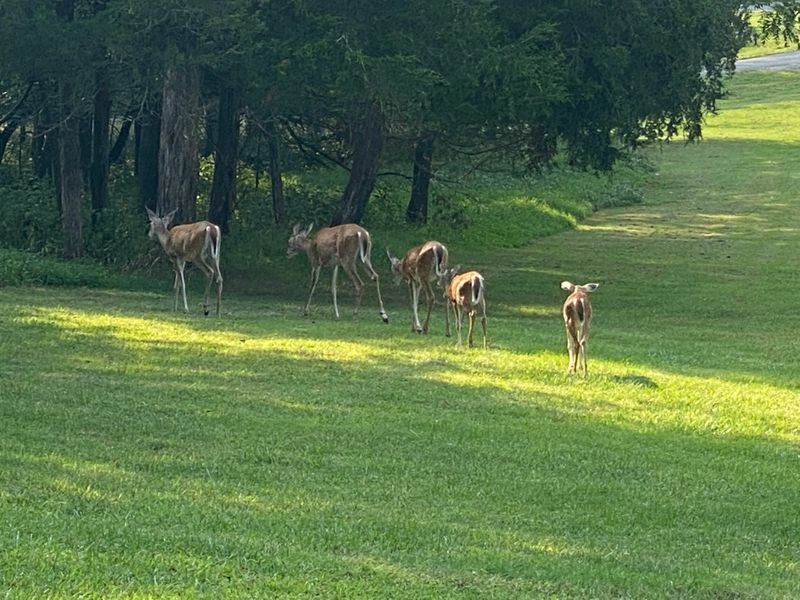 Wildlife At An Ordinary Distance