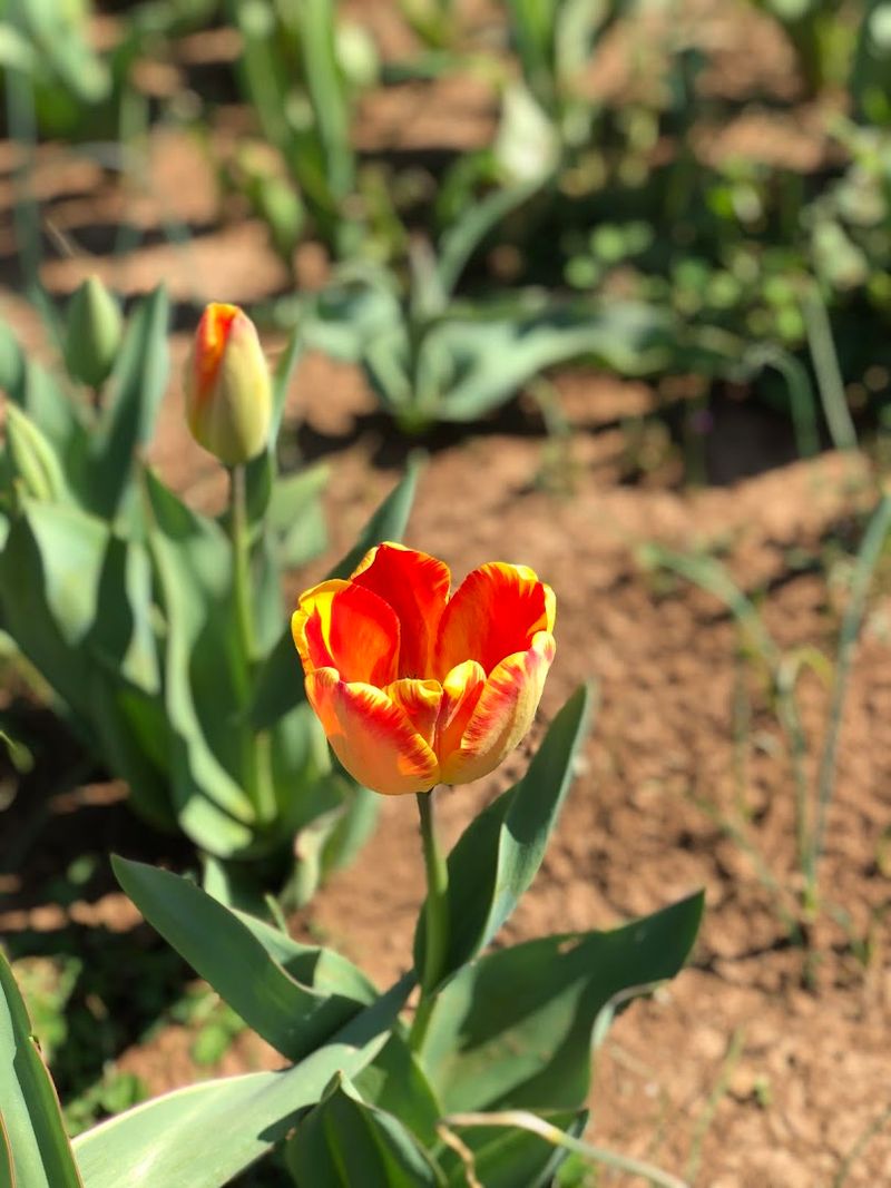 Visiting During Tulip Season For Maximum Impact