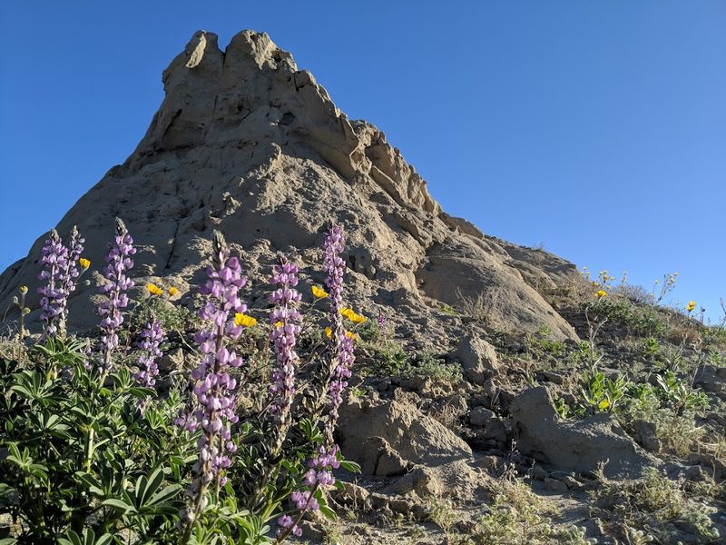 Wildlife Thrives Here Despite The Harsh Conditions