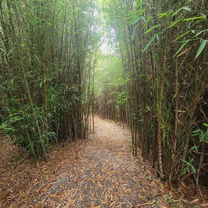The Bamboo Forest That Catches Everyone Off Guard