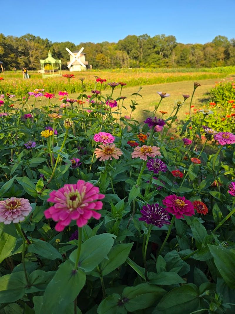 Photo Opportunities Around Every Corner Of The Farm