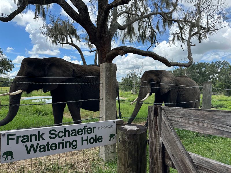 Both African And Asian Elephants Call The Ranch Home
