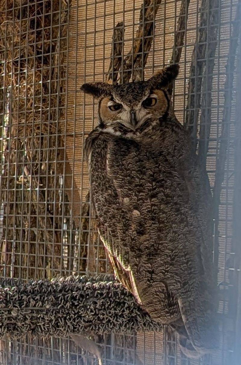 Evening And Special Event Wildlife Tours