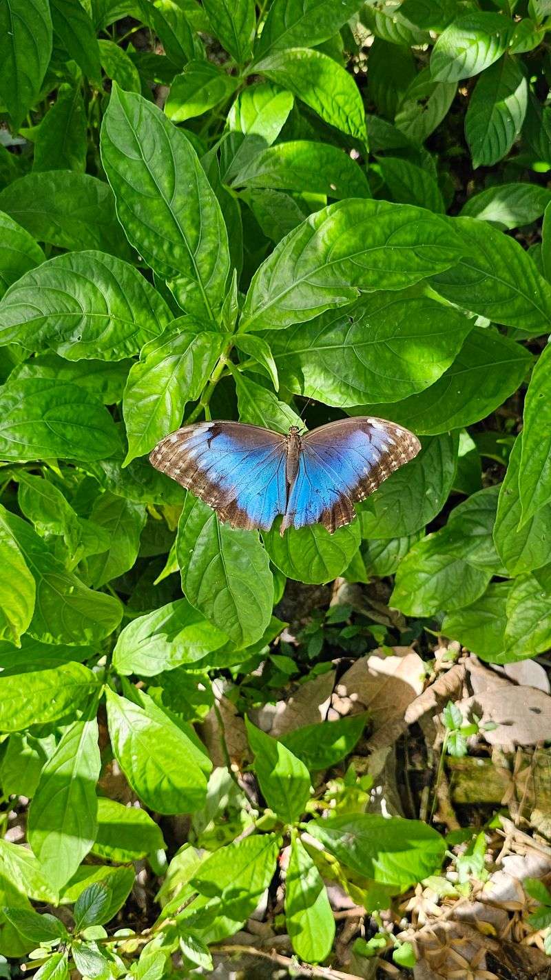 More Than 20,000 Butterflies Flutter Through Its Aviaries