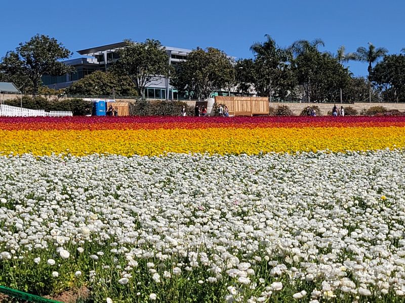 A California Tradition That Still Feels Surprising