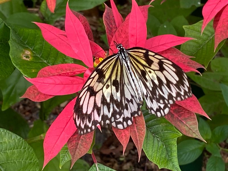 Photographers Love The Close-Up Butterfly Encounters