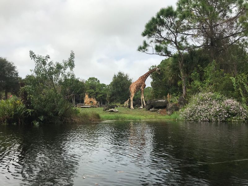 You'll Glide Past Giraffes And Zebras At Water Level
