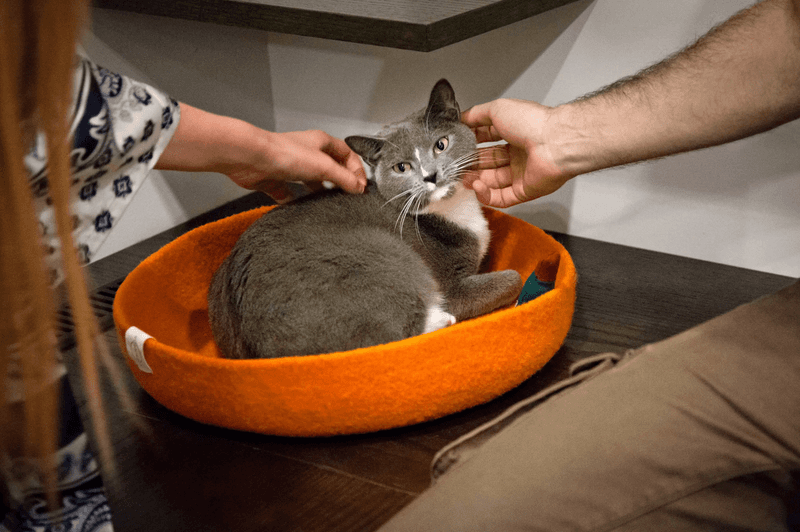 Adoption With Heart And Good Sense