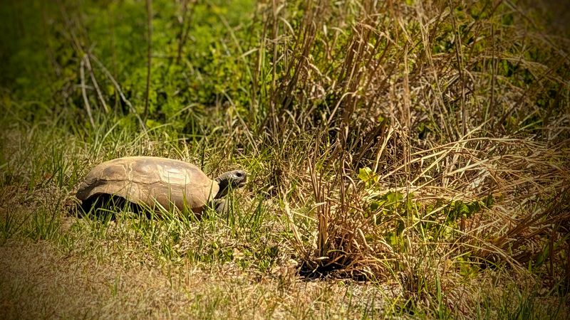 Wildlife Sightings Are Part Of The Experience