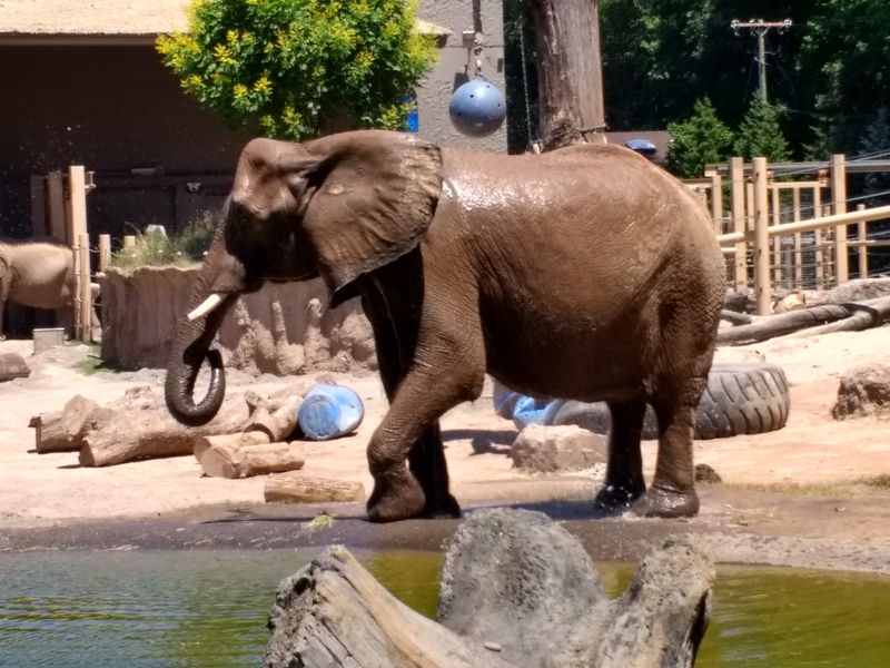 Elephant Encounter Tour Details And Timing