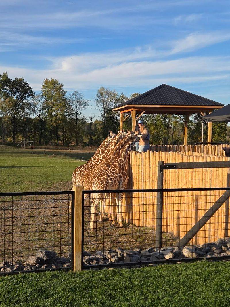 The Drive-Through Safari That Started It All