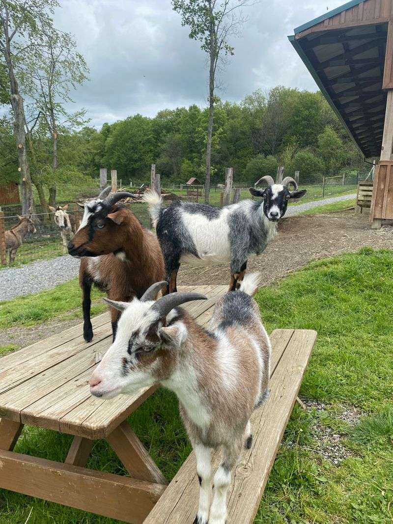 Small Animal Adventure For Younger Explorers