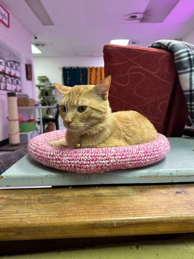 Adoption Process And Transparency