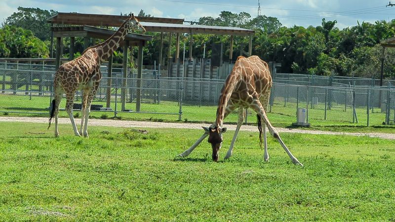 Herds Of Zebras And Giraffes Add Wild Elegance