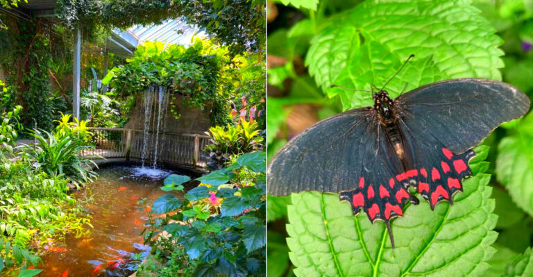New York State Is Home To A Magical Year-Round Butterfly Exhibit That Feels Almost Unreal
