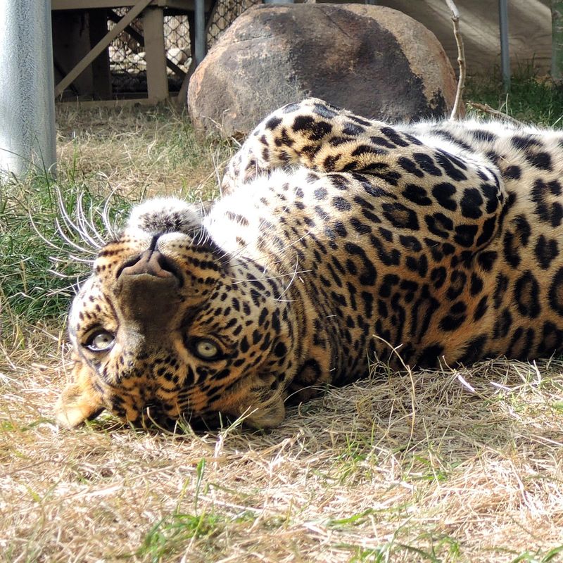 Promotes Responsible Wildlife Tourism