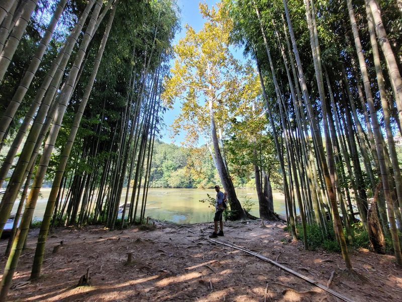 East Palisades Trail (Bamboo Forest)