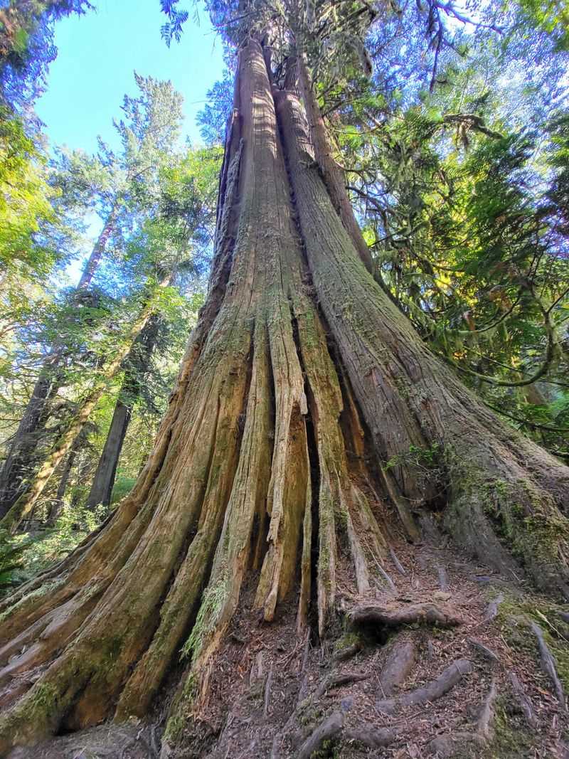 Towering Old-Growth Forest Surrounds The Park