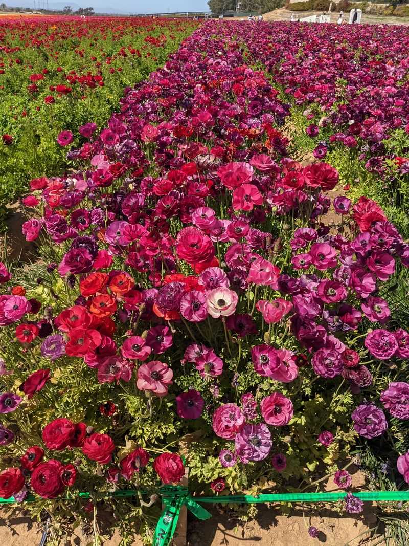 Why The Flower Fields Look Different Every Single Year