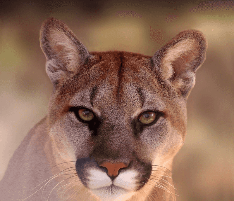 Home To Rare And Misunderstood Predators