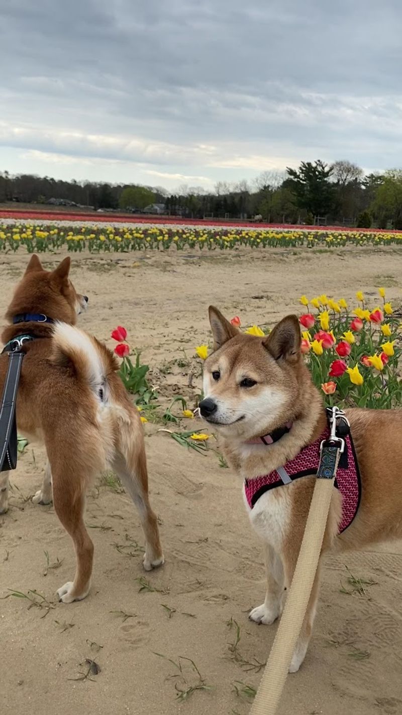 Pet-Friendly Policy That Actually Means It