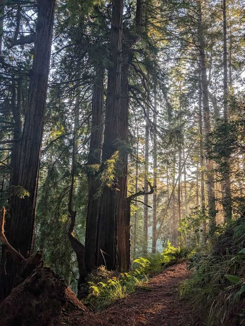 Redwood Forest Trails Offer Shaded Hikes