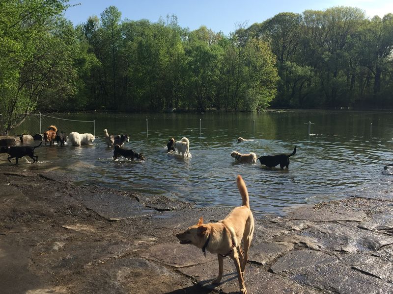 Prospect Park Dog Beach Splash