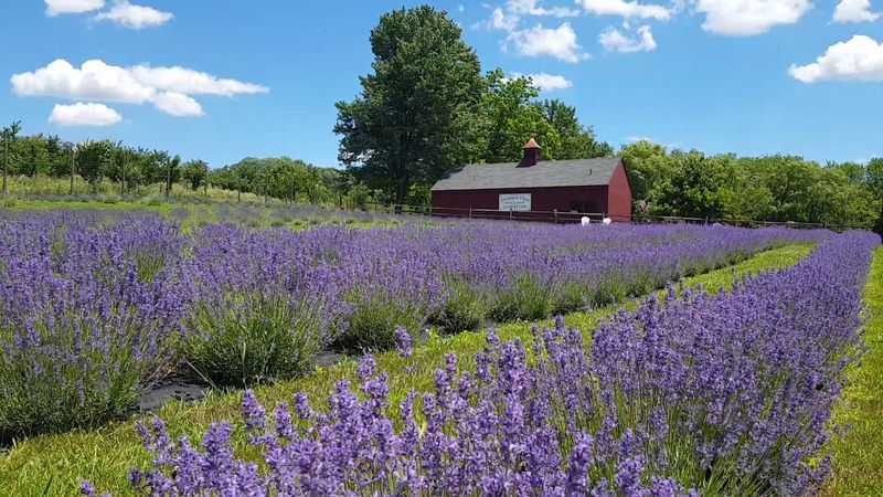Tasting And Using Lavender