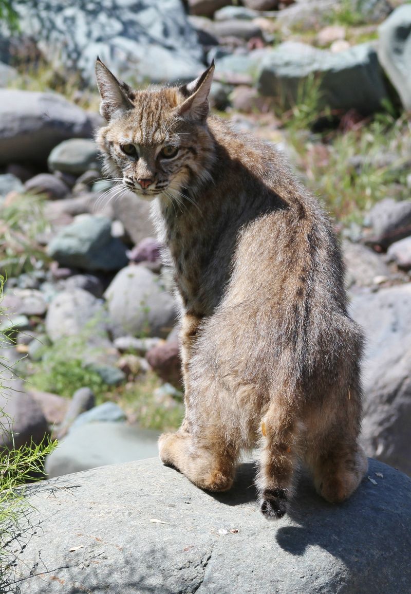 Helps Change Perceptions Of Arizona Predators
