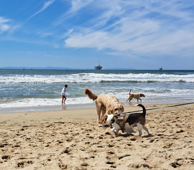 Huntington Dog Beach Joyride