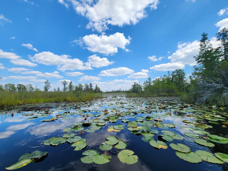 Okefenokee National Wildlife Refuge