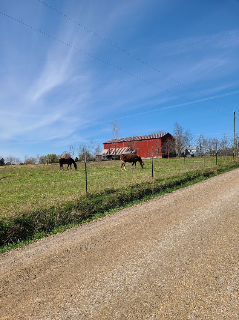 A Picnic Beside The Fenceline