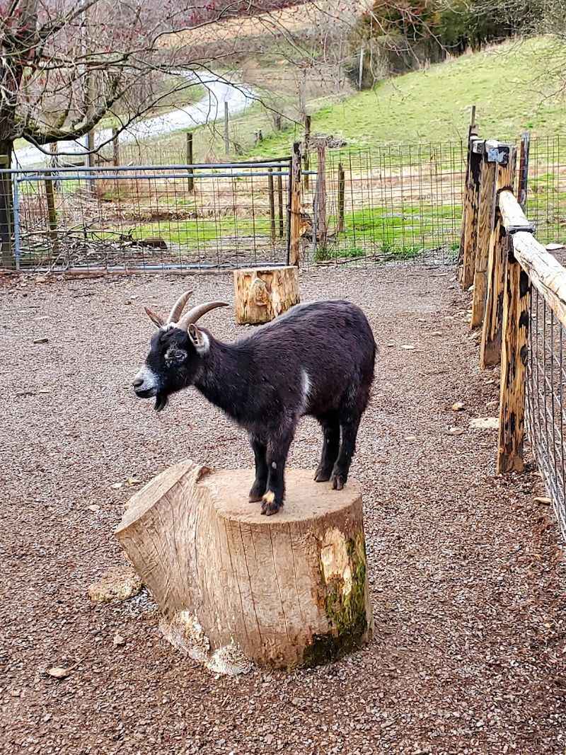 Smoky Mountain Deer Farm And Exotic Petting Zoo