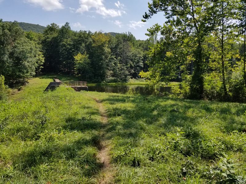 Birdsong Over The Old Cellar Holes
