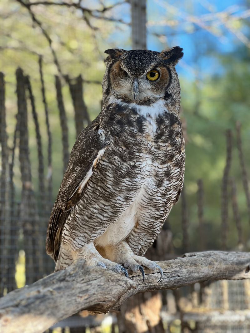 Founded To Protect Injured And Orphaned Wild Animals