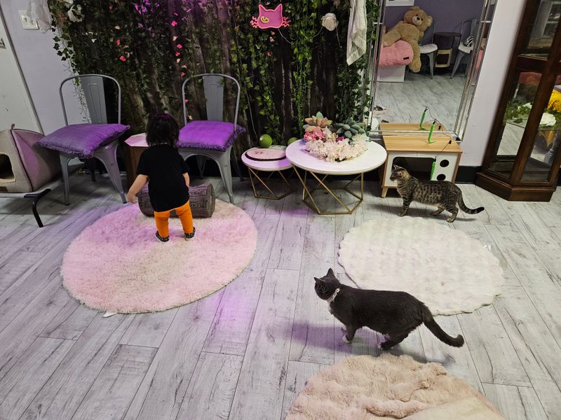 First Look Inside The Cat Room