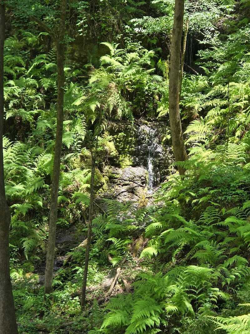 Ferns, Vines, And Lush Greenery You Don't Expect In Florida