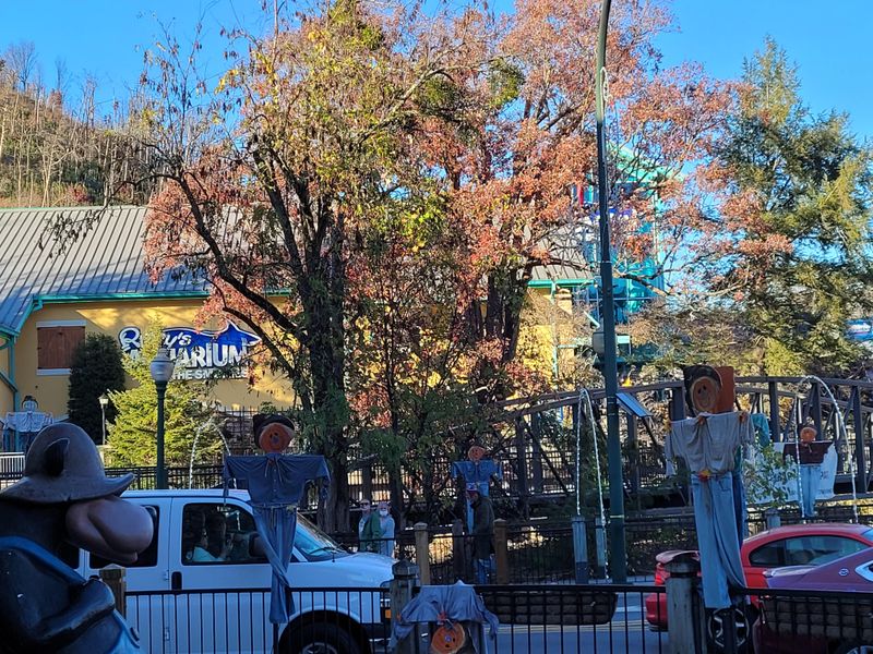 Synchronous Fireflies, Great Smoky Mountains