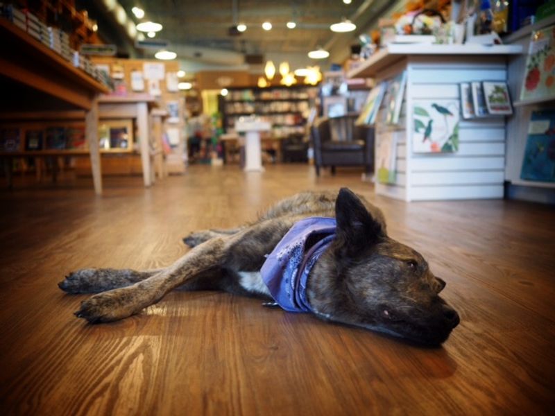 Dogs On Duty, Tails At Ease