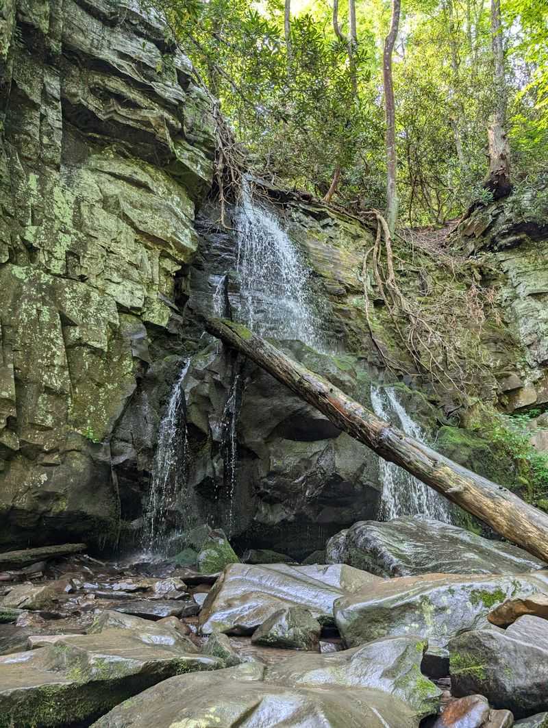 Rhododendron Tunnels And Spring Blooms